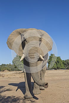 Curious African Elephant