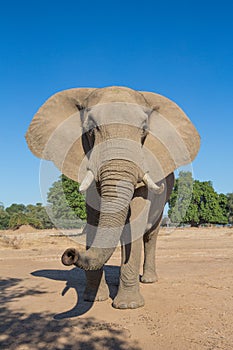 Curious African Elephant