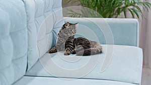 curious alert cat raised his head to follow the situation. lazy kitten watching the owners. gray tabby cat lies on a