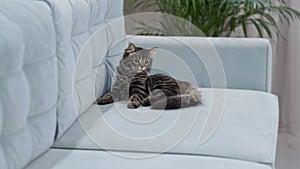 curious alert cat raised his head to follow the situation. lazy kitten watching the owners. gray tabby cat lies on a