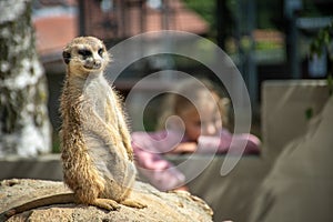 Curious and alerted meerkat is sitting on a stone.