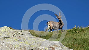 Curious alpine ibex