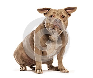 Curious american bully dog sitting and looking attentive, isolated on white background
