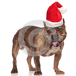 Curious american bully wearing a santa cap looks to side