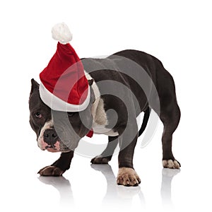 Curious american bully wearing santa hat and bowtie standing