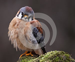 Curious American Kestrel