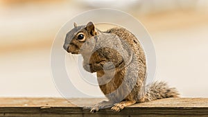 A curious american red squirrel