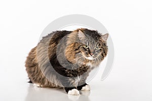 Curious and Angry Dark Cat Lying on the white table. Portrait. White background.