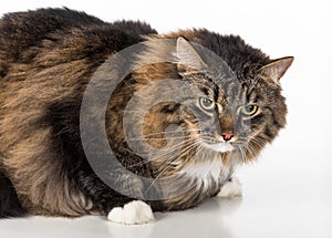 Curious and Angry Dark Cat Lying on the white table. Portrait. White background.