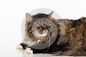 Curious and Angry Dark Cat Lying on the white table. Portrait. White background. Looking Right.