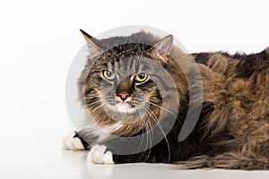 Curious and Angry Dark Cat Lying on the white table. Portrait. White background. Looking Straight