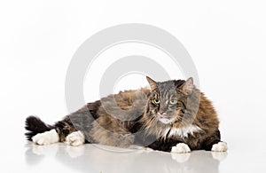 Curious and Angry Dark Cat Sitting on the white table. Portrait. Tongue Out. White background.