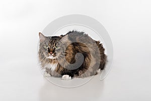 Curious and Angry Dark Cat Sitting on the white table. Portrait. White background.