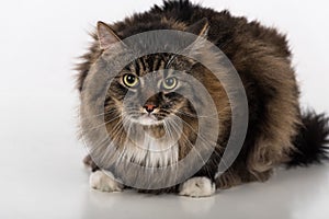 Curious and Angry Dark Cat Sitting on the white table. Portrait. White background.