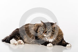 Curious and Angry Dark Cat Sitting on the white table. Portrait. White background.