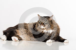 Curious and Angry Dark Cat Sitting on the white table. Portrait. White background.