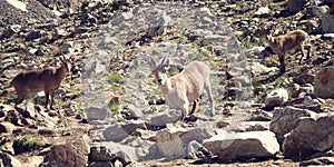 Curious animals near trekking trails - retro photo. Uzunkol, Caucasus Mountains, Karachay-Cherkessia, Russia.