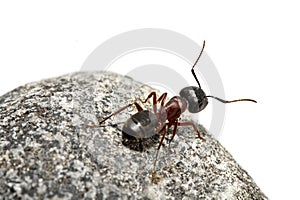 Curious ant