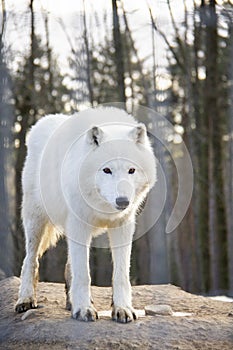 Curious arctic wolf