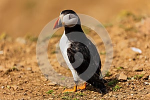 Curious Atlantic Puffin Fratercula arctica standing near its cliff-top burrow on Skomer