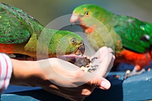 Curious Australian King-parrot (Alisterus scapularis)