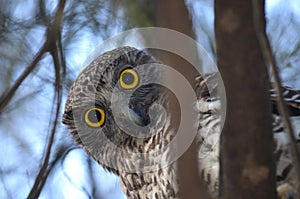 Curious Australian Powerful Owl photo