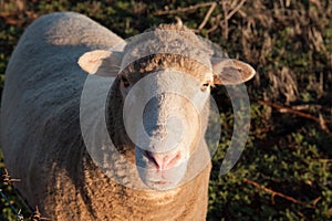 Curious Australian Sheep