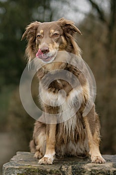 Curious Australian shepherd dog