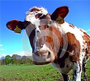 Curious Ayrshire Cow staring at the camera photo