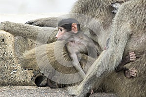 Curious baboon baby on his mother`s lap