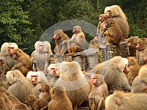 Curious baboons