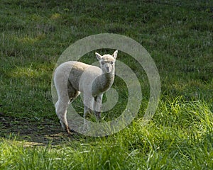 Curious Baby Alpaca on New England Farm