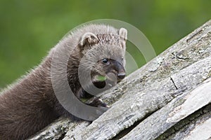 Curious baby fisher on log