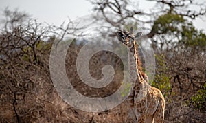 Curious baby giraffe in Kruger National Park in South Africa