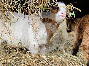 Curious baby goat, farm, pets, animals