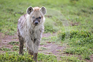 Curious Baby Hyena