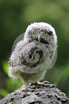 Curious baby Little owl Athene noctua, looking at the camera