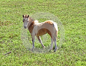 Curious Baby Miniature Horse