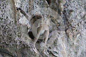 Curious Baby Monkey Looking Down From Rock Cliff