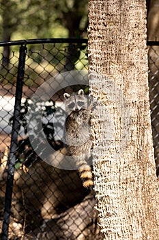 Curious baby raccoon Procyon lotor on a tree in Bonita Springs