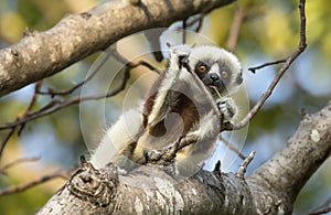 Curious Baby Sifaka Lemur