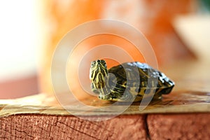 Curious baby turtle