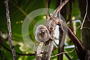 A Curious Baby White-Tufted Marmoset (Callithrix jacchus) on a Tree in Rio de Janeiro, Brazil