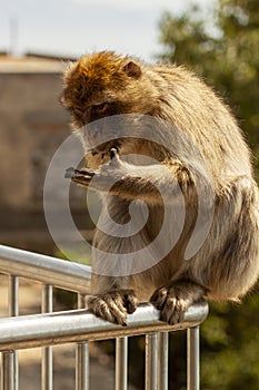 A curious barbary macaque