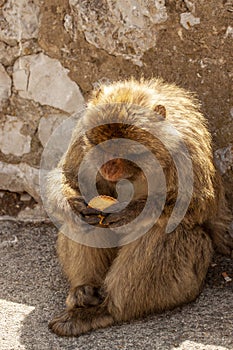 A curious barbary macaque