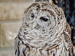 Curious Barred Owl