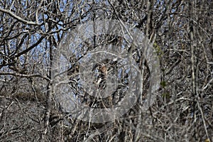 Curious Barred Owl in a Tree