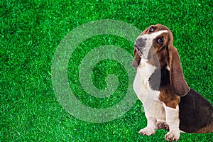 Curious Basset hound portrait on grass background