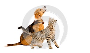 Curious beagle dog and cat scottish straight