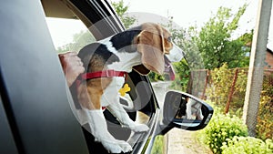 Curious beagle dog looks out the window of the car on a trip